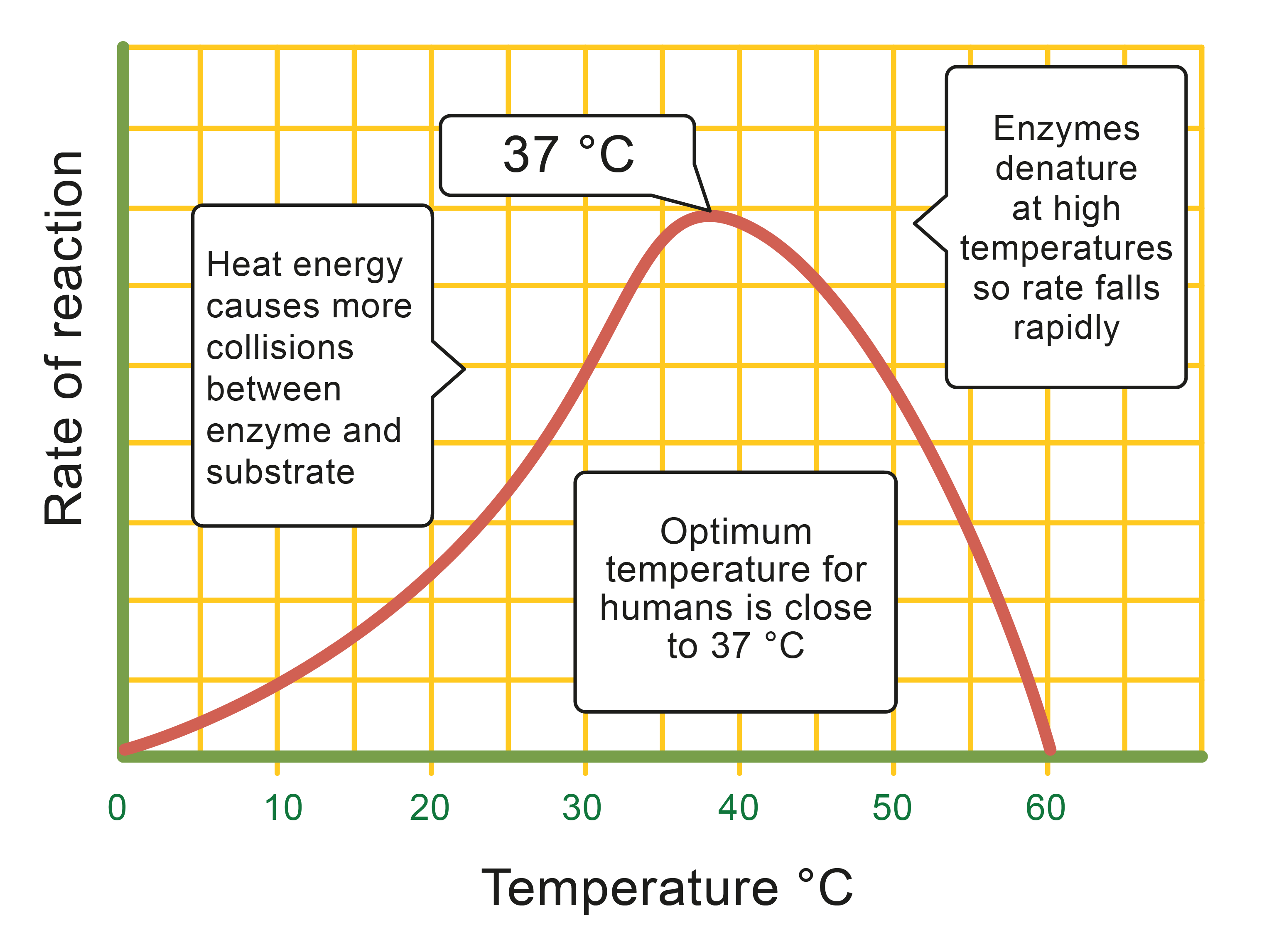 Enzyme temperature activity graph